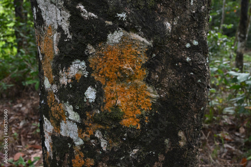 View of orange color lichen growing on an aged rubber tree trunk