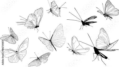Elegant collection of hand-drawn butterflies and moths. Detailed black and white line art vector illustration set of flying insects.