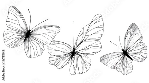 Three delicate black and white line art butterflies illustration. Graceful flying insects design element set for nature concepts.