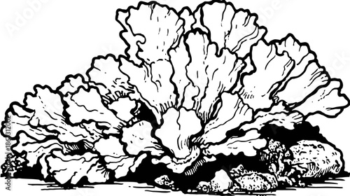 Detailed black and white line art illustration of a branching coral formation, perfect for ocean and marine life designs.