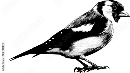 Detailed black and white hand-drawn illustration of a small bird, vector art of wild nature and animal wildlife in profile