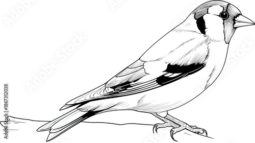 Highly detailed black and white line art illustration of a small bird perching on a branch, avian drawing for nature designs.