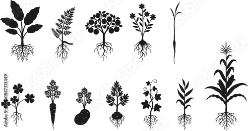 Plant roots silhouette vector illustration set, botanical vegetables herbs flowers with underground root systems for agriculture, biology education, nature design