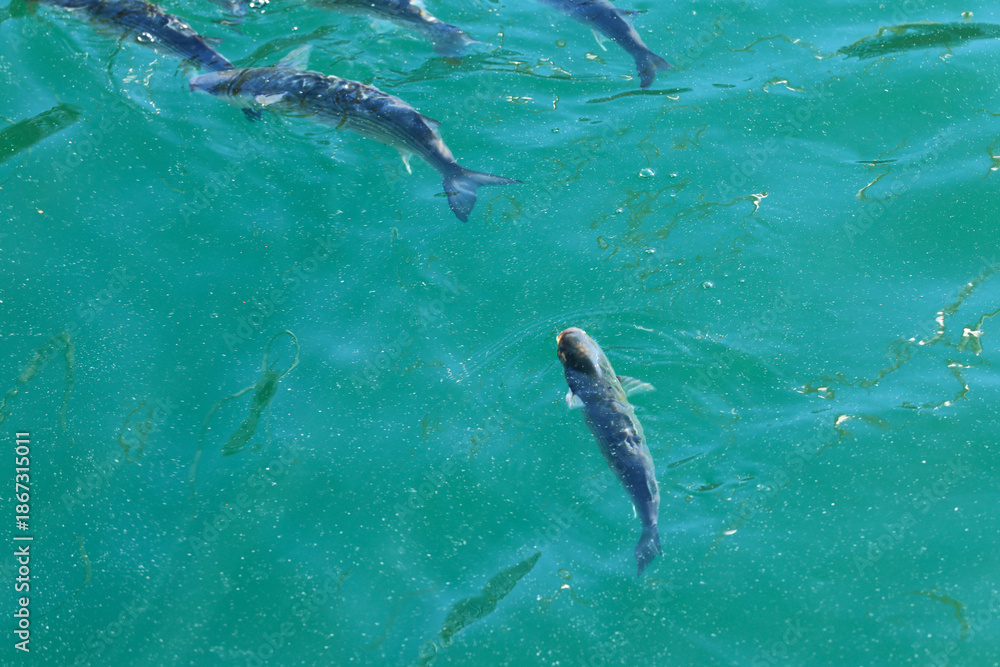 Fototapeta premium Fish swimming in the water