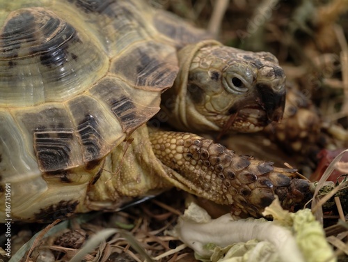 Принти на полотні tortoise relaxing amid natural surroundings, scenic view of tortoise with patter