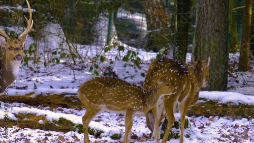 Close up of axis deer doe  standing around the forest in the winter on a snowy and cloudy day in january., searching for food