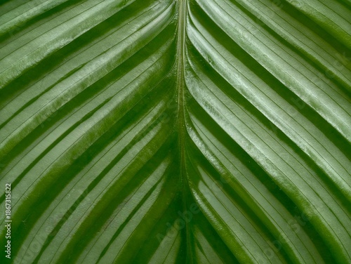 Fényképezés glossy verdant foliage emphasizing bold vein architecture and textured surface f