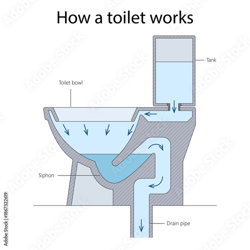 Cross-section diagram of toilet showing how water flows from the tank through the bowl and siphon into drain pipe during flushing diagram hand drawn schematic vector. Science educational illustration