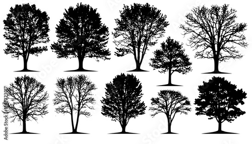 various deciduous trees silhouettes on the white background
