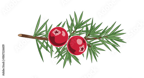 Simple and elegant color illustration of a single juniper branch with sharp green needles and two vibrant red berries, isolated on a clean white background.
