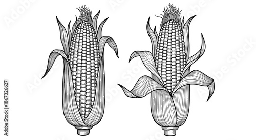 Set of two vintage-style illustrations of corn on the cob with husks partially peeled, rendered in a detailed black and white engraving or woodcut technique.