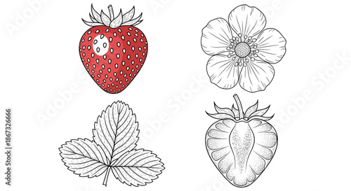 A botanical set of strawberry illustrations, including a whole red berry, a flower, a leaf, and a cross-section, all in a detailed, hand-drawn sketch style.