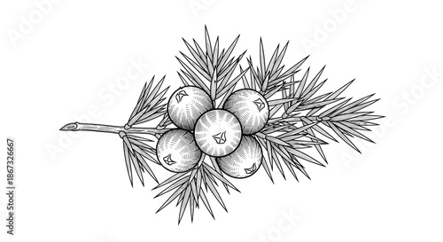 A vintage-style black and white illustration of a juniper branch with five berries and sharp needles, rendered in a detailed, hand-drawn engraving technique.