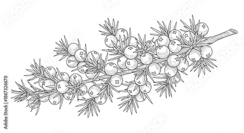Highly detailed black and white botanical illustration of a sea buckthorn branch, laden with numerous berries and sharp leaves, in a vintage engraving style.