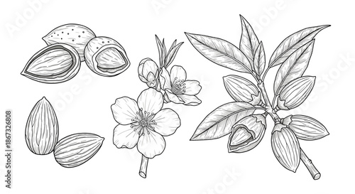 A detailed botanical set of almond illustrations, showing nuts in shells, shelled kernels, a blooming flower branch, and nuts on a branch in a vintage engraving style.