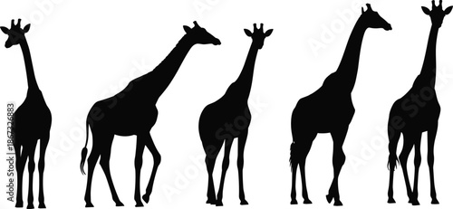 Set of giraffe silhouettes isolated on white background African wildlife animals collection for safari nature design vector illustration graphic elements