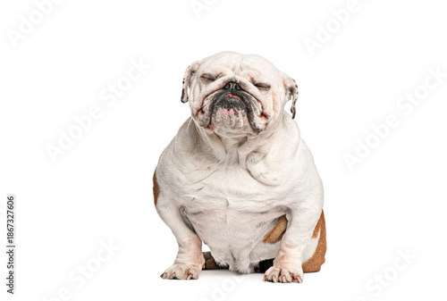 english Bulldog feeling sleepy and making a face with eyes closed on a white background