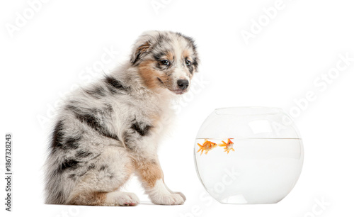 Australian shepherd puppy looking at goldfish in bowl © Eric Isselée