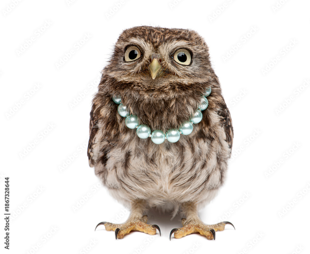 Obraz premium Little owl wearing pearl necklace looking at camera