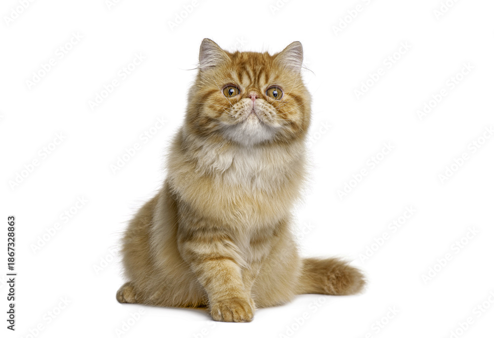 Fototapeta premium Adorable red persian cat sitting and posing on white background