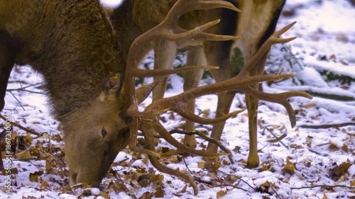Close up of red deer buck  standing around the forest in the winter on a snowy and cloudy day in january., searching for food