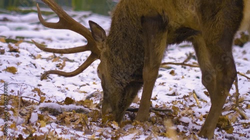 Close up of red deer buck  standing around the forest in the winter on a snowy and cloudy day in january., searching for food