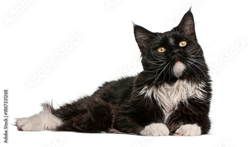 Wallpaper Mural Black and white maine coon cat lying down on white background Torontodigital.ca