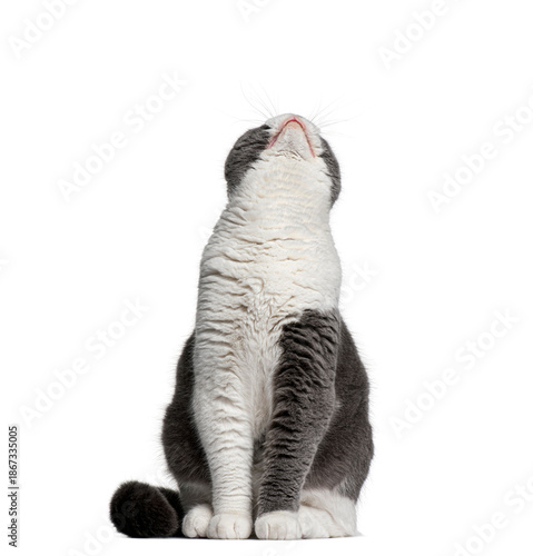 Curious Scottish Fold cat sitting and looking up on white background © Eric Isselée