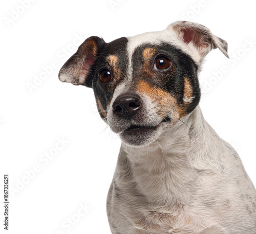 Terrier dog head tilting showing curiosity on white background © Eric Isselée