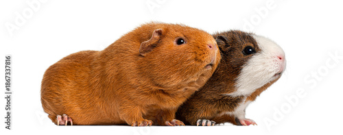 Two guinea pigs sitting together on white background © Eric Isselée