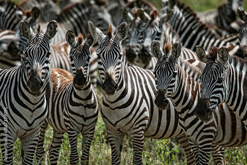 Group of zebras standing in the african savanna