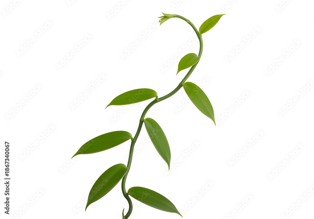 Fototapeta premium Green plant vine with leaves isolated on transparent background for design