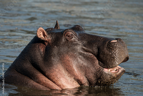 Hippopotamus relaxing in water showing its teeth © Eric Isselée