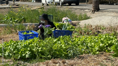 Taiwanese rural farmers harvest vegetables