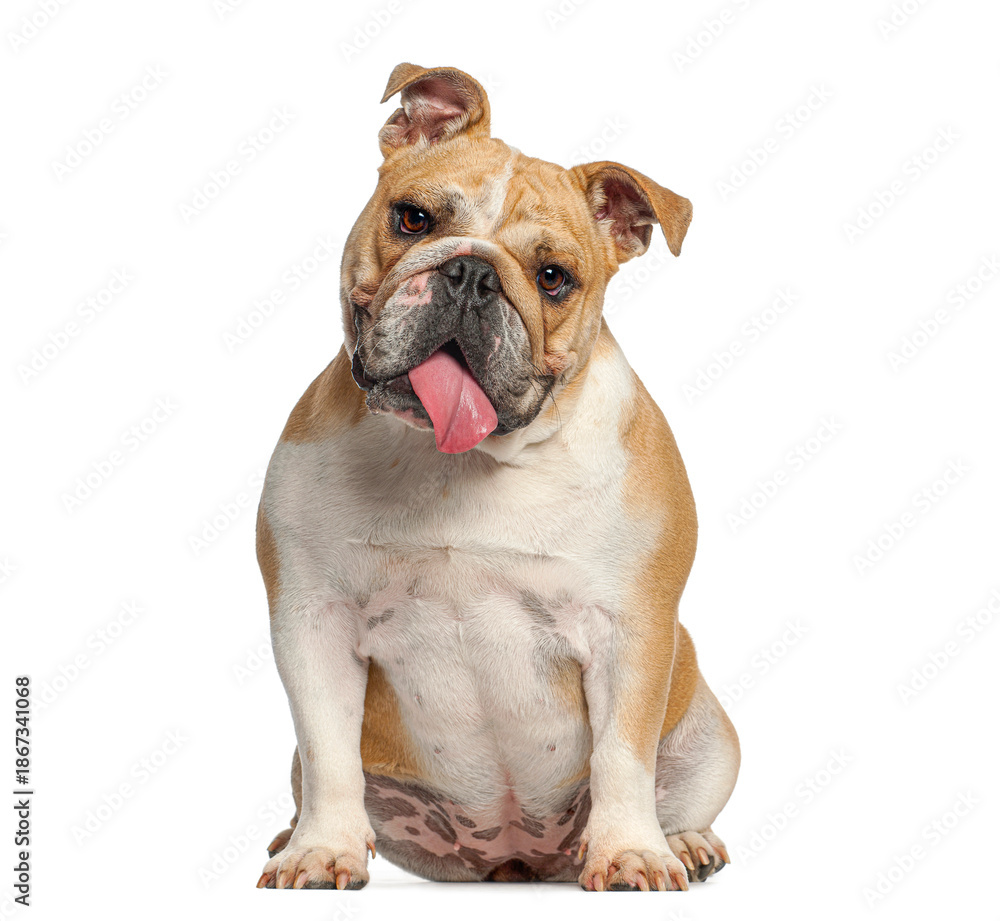 Obraz premium English bulldog puppy sitting panting on white background