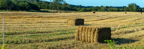 Hay bales scattered across harvested field. Golden hay bales on rural farmland after harvest with forest background. Agricultural landscape with rectangular hay bales on stubble field.