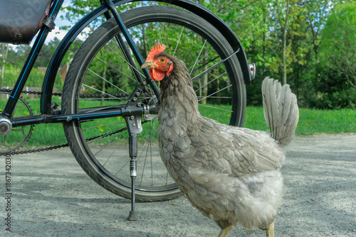 Black bicycle with leather saddlebag and curious chicken standing beneath in green outdoor setting. Rural moment where a chicken stands near a parked bicycle in a peaceful green setting
