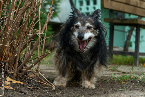 Old dog standing on garden path. Aging dog in natural setting showing texture of fur and quiet presence in late season light