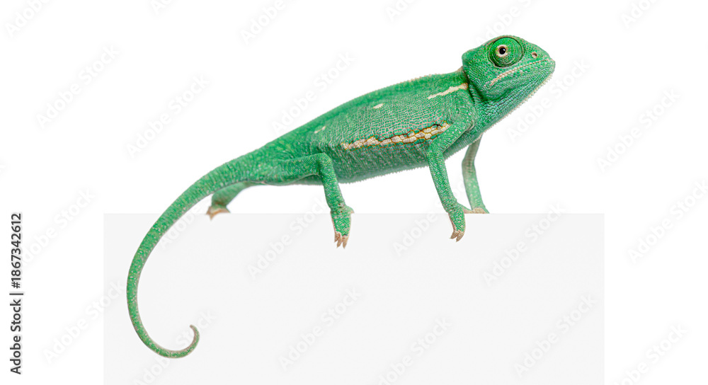 Fototapeta premium Young veiled chameleon, Chamaeleo calyptratus, hanging on blank white board looking up