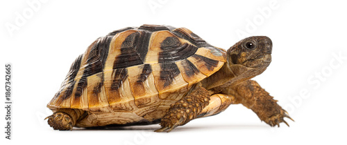 Fotografie Hermann's tortoise walking movement isolated white background