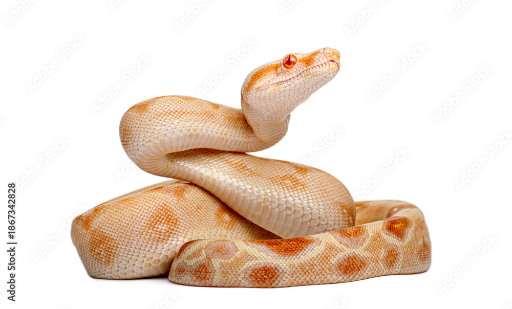 Fototapeta premium Albino boa constrictor reptile on white backdrop