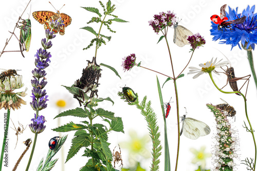 Insects and plants showing biodiversity of european wildlife