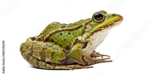 Wallpaper Mural Green frog amphibian animal on white background Torontodigital.ca