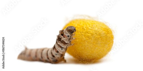 Obraz na plátně Silkworm larva with yellow cocoon on white background