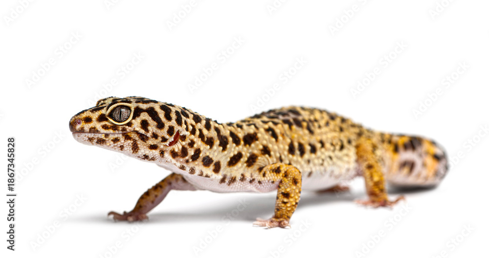 Obraz premium Leopard gecko walking on white background, eublepharis macularius