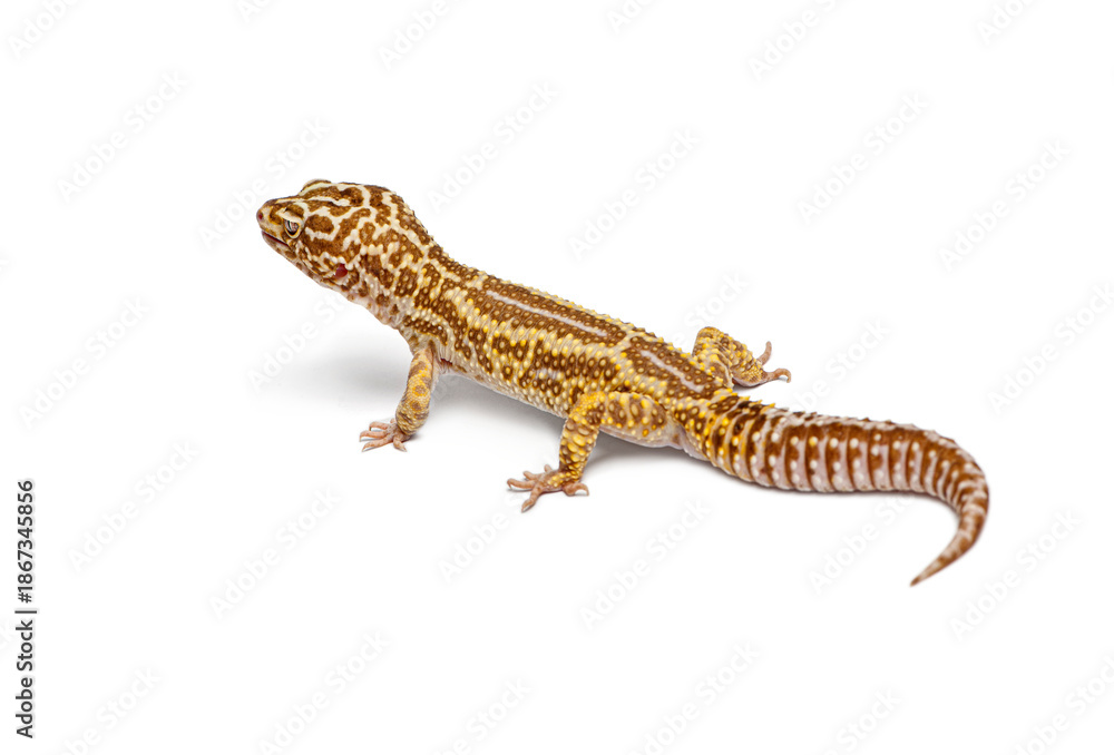Obraz premium Albinos stripped Leopard gecko - eublepharis macularius - walking on white background
