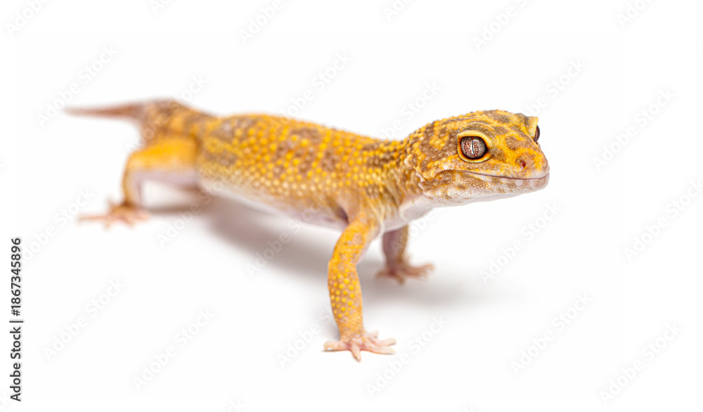 Naklejka premium Leopard gecko walking on white background