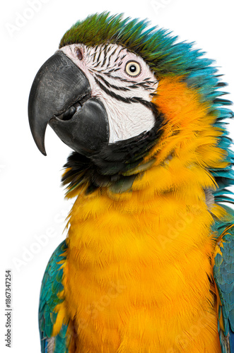 Wallpaper Mural Blue and yellow macaw parrot head close up Torontodigital.ca