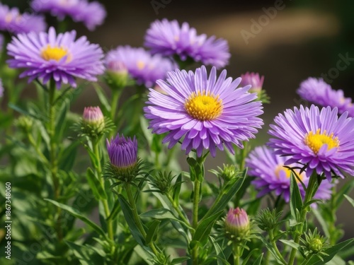 Vibrant purple flowers in full bloom.