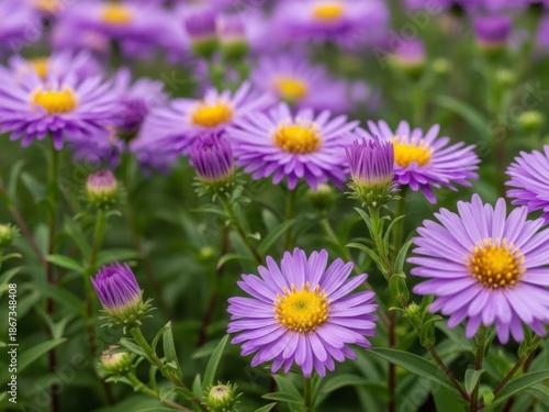 Vibrant field of purple flowers.